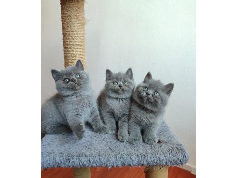 Safkan anne babanın british shorthair yavruları