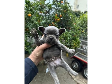 Blue french bulldog yavrularımız