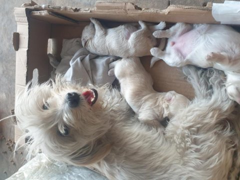 20 günlük terrier