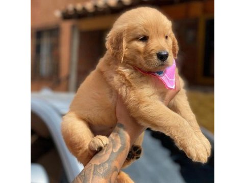 Golden retriever yavruları