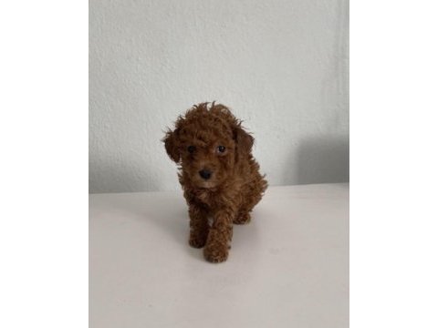 Uygun puan toy poodle yavrumuz