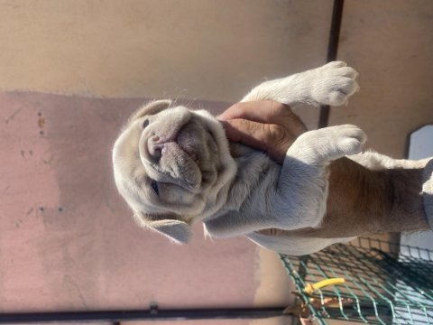 İzmirden new shade isabella fawn dişi french bulldog yavru