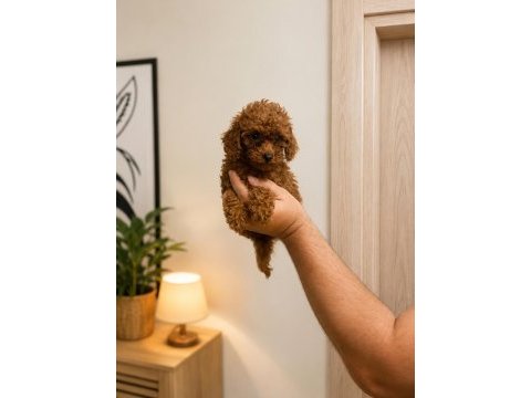 Toy poodle yavru erkek ve dişi yavrular ücretsiz teslimat