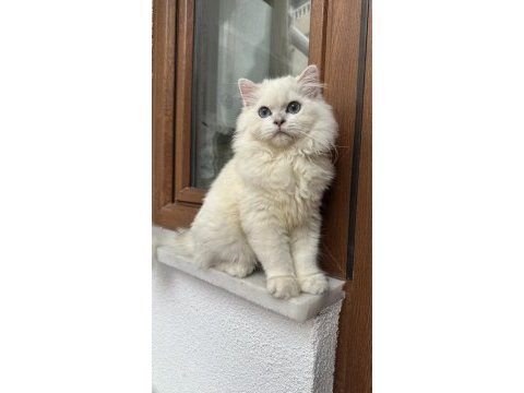 British long hair erkek 5 aylık