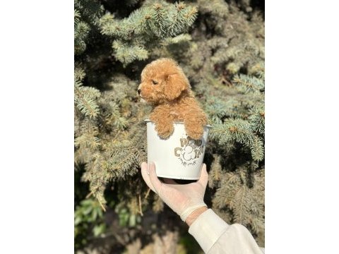 A+ maltipoo yavrular