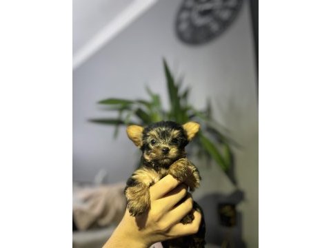 Minyatür yorkshire yavrular