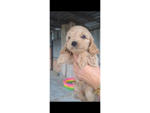 Maltipoo yavrularımız yeni yuvalarına hazır