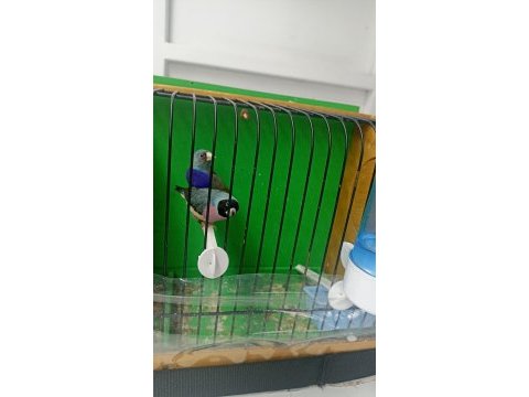 Bilezikli goldian finch mavi hazır takım