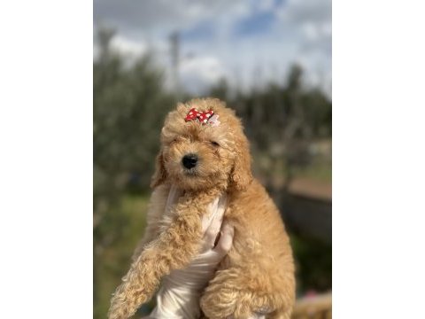 Dişi poodle güzeller güzeli kızımız