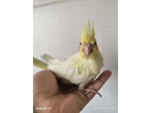 Alışkın pied yavrular ve lutino yavru sultan papağanı