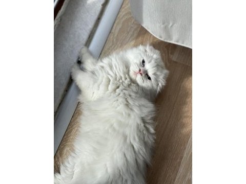 Scottish fold longhair mavi gözlü pamuk yavrum
