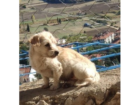 Tarçın isimli köpeğimiz