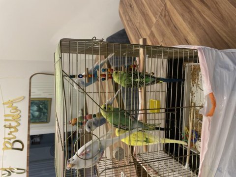 Çok iyi bakımlı yavru muhabbet kuşları