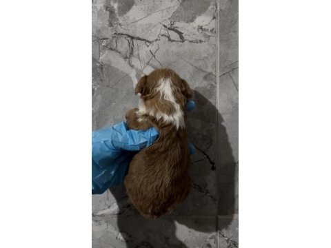 Kore maltipoo yavruları