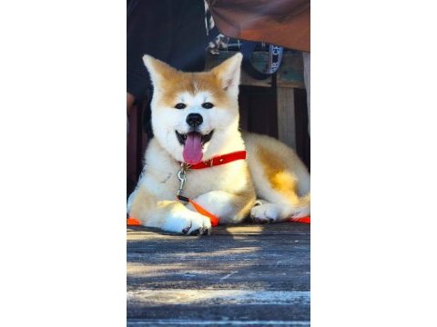 Safkan soykütük sertifika belgeli japon akita yavrular