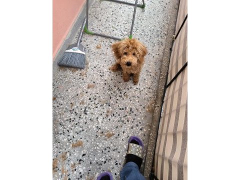 Red brown toy poodle