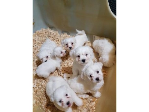 İnanılmaz güzellikler maltese terrier