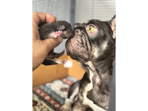 Coco tan dişi french bulldog