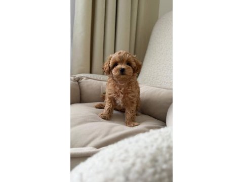 Maltipoo bebekler kore