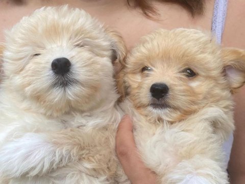 Harika maltipoo bebekler