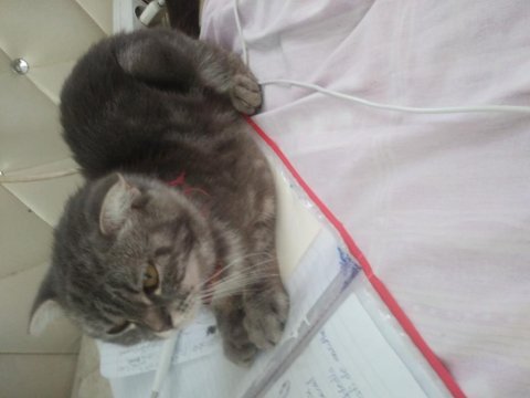Scottish fold 11 aylık kedim