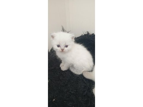 Safkan ırk garantili british longhair yavrular