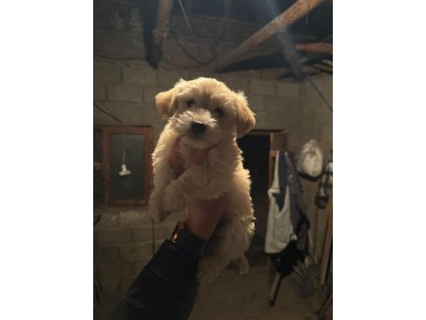 Maltipoo köpekler
