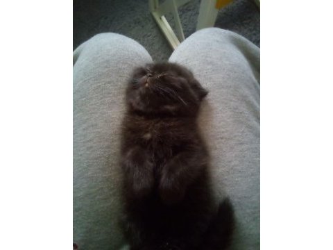 45 günlük dişi yavru scottish fold