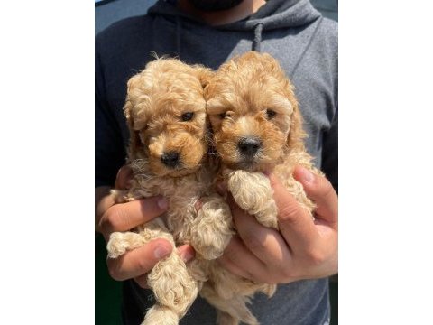 Toy poodle yavrularımız
