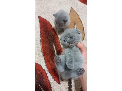Scottish fold kedilerin yeni yuvalarını arıyoruz