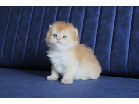 British longhair golden ny11 ny25 bebekler