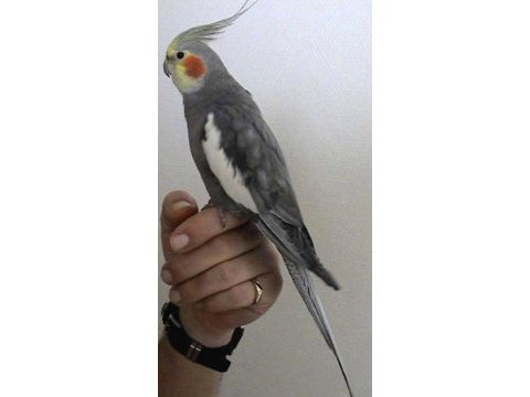 Erkek diye söylendei yaklaşık bir yaşında