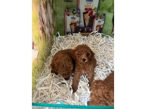 Irk ve sağlık garantili teacup baby face poodle yavrular