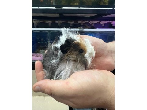 Guinea piglerimiz de şehirler arası gönderim