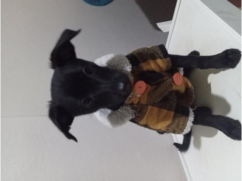 Siyah kırma köpeğimiz bir kedi boyu kadar büyüyor