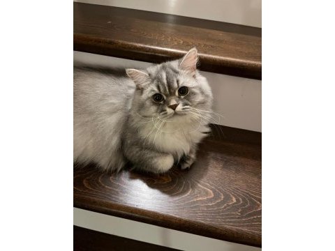 British longhair kedimiz