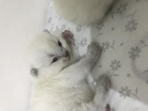 British shorthair yavru kedimiz