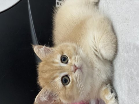 Secereli british shorthair golden yavrular