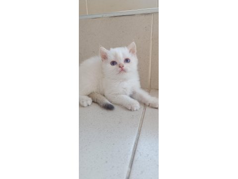 Acil bursa golden erkek ve dişi british shorthair yavrular