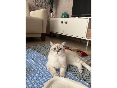 Çiftleştirmek için dişi kedi arıyoruz