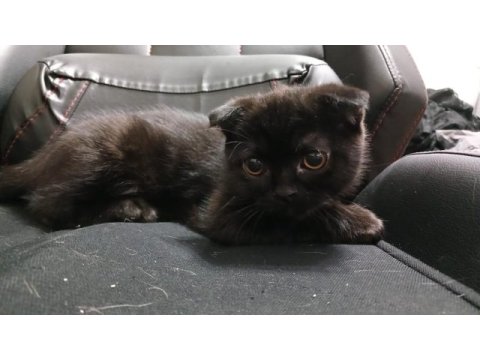 Sevgı yumagı scottish fold bebegım