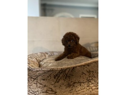 Sayfanın en iyi köpekleri için lütfen irtibata geçiniz