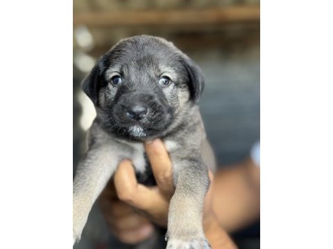 Altın kız kangal yavrusu sahnede