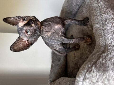 Dişi sfenks (sphynx) yavruları