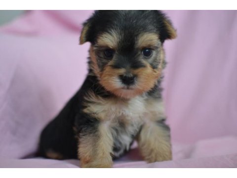 Minik morkie adam