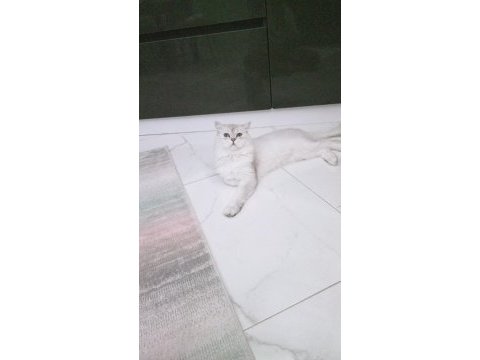 British longhair bal yavrumuza yuva arıyoruz