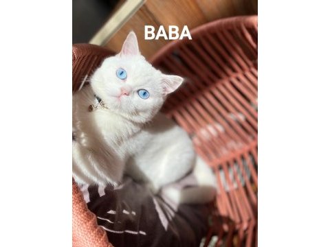 Şecereli british shorthair