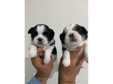 Shih tzu bebekler