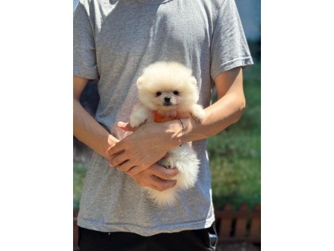Sağlık ve ırk garantili pomeranian