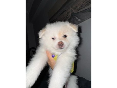 Pomeranian spitz köpeğimiz